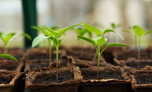 Seedlings in cardboard pots